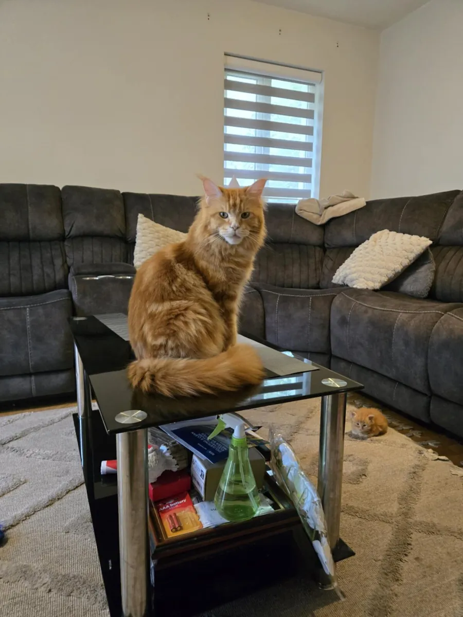 Red main coon kittens - Image 3