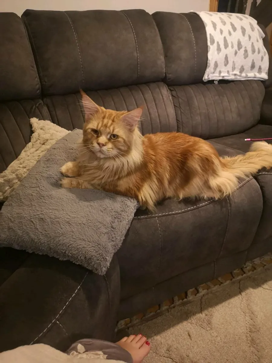 Red main coon kittens - Image 4