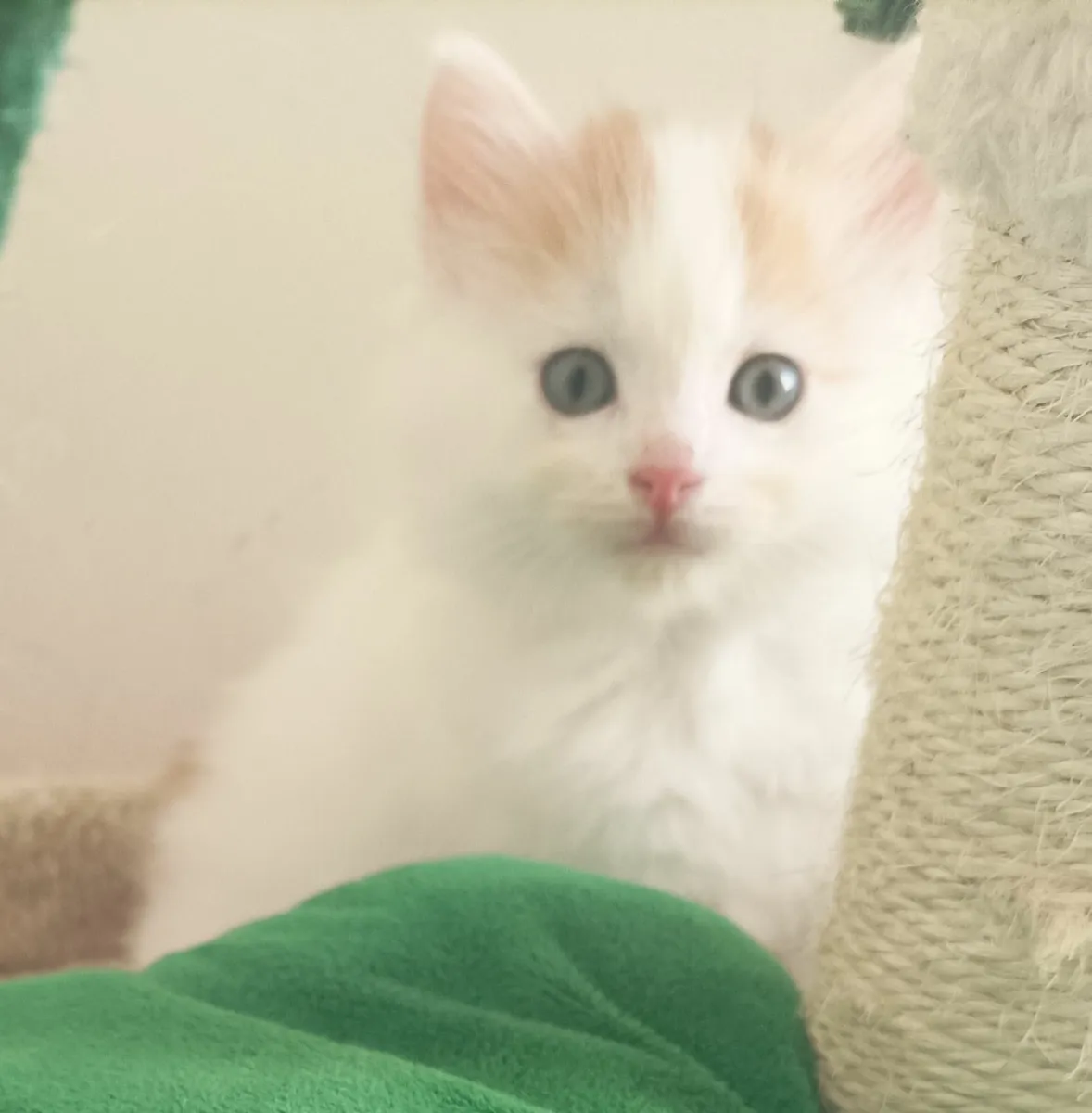 Turkish Van mix Persian kittens - Image 1