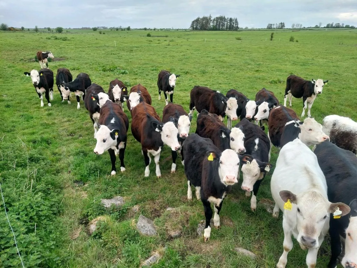 25 HEIFERS - Image 1