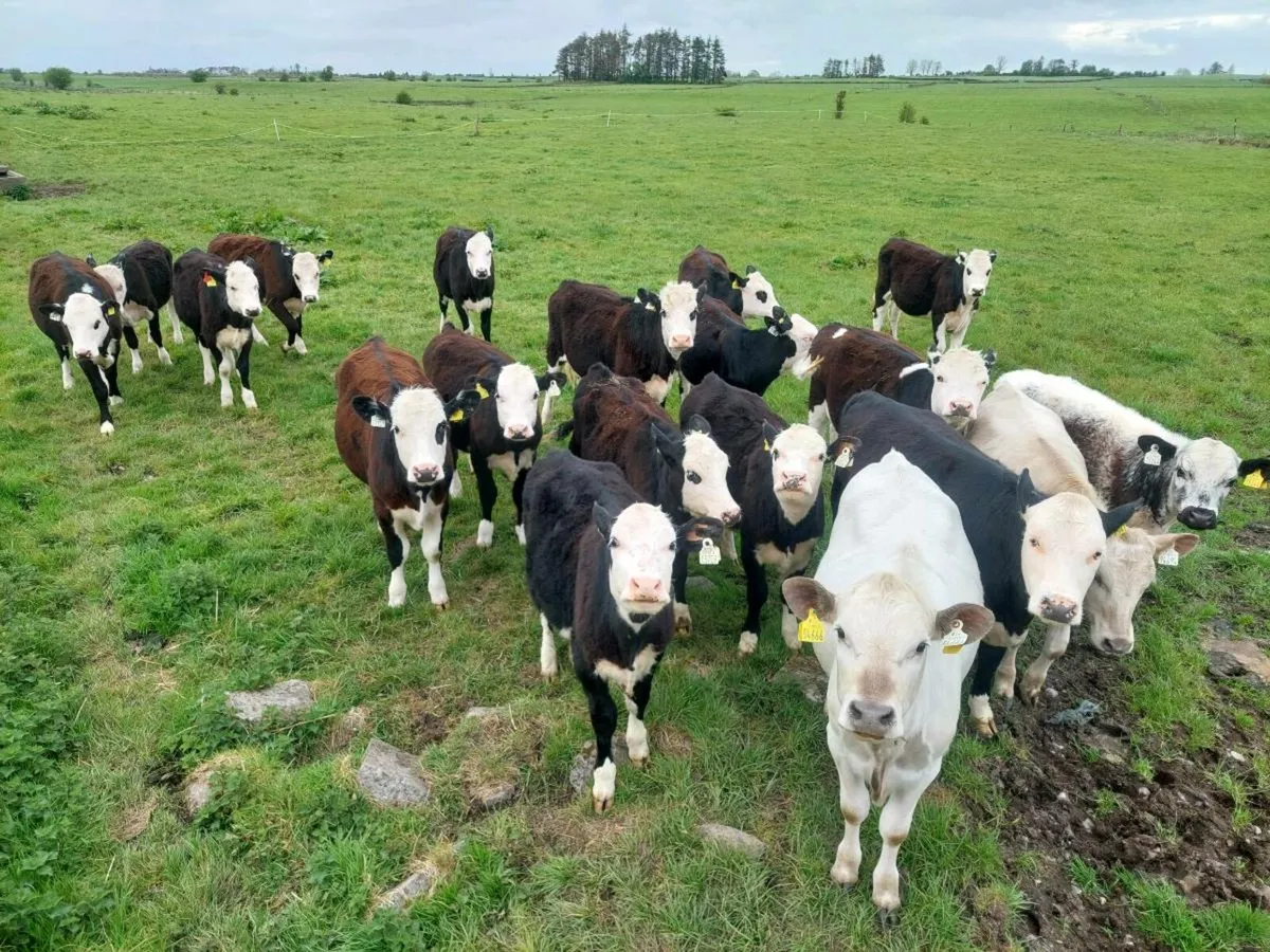 25 HEIFERS - Image 2