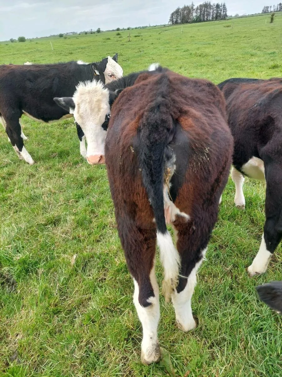 25 HEIFERS - Image 3