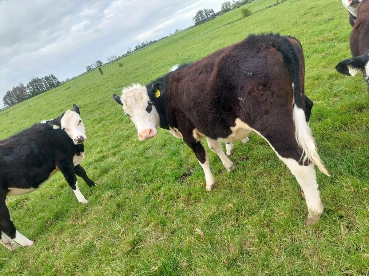 25 HEIFERS - Image 4