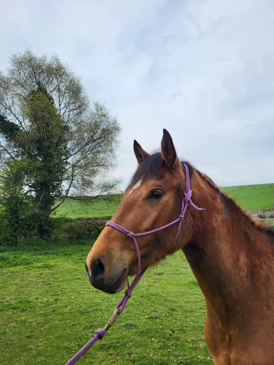 Three yr old Connie X filly. - Image 3