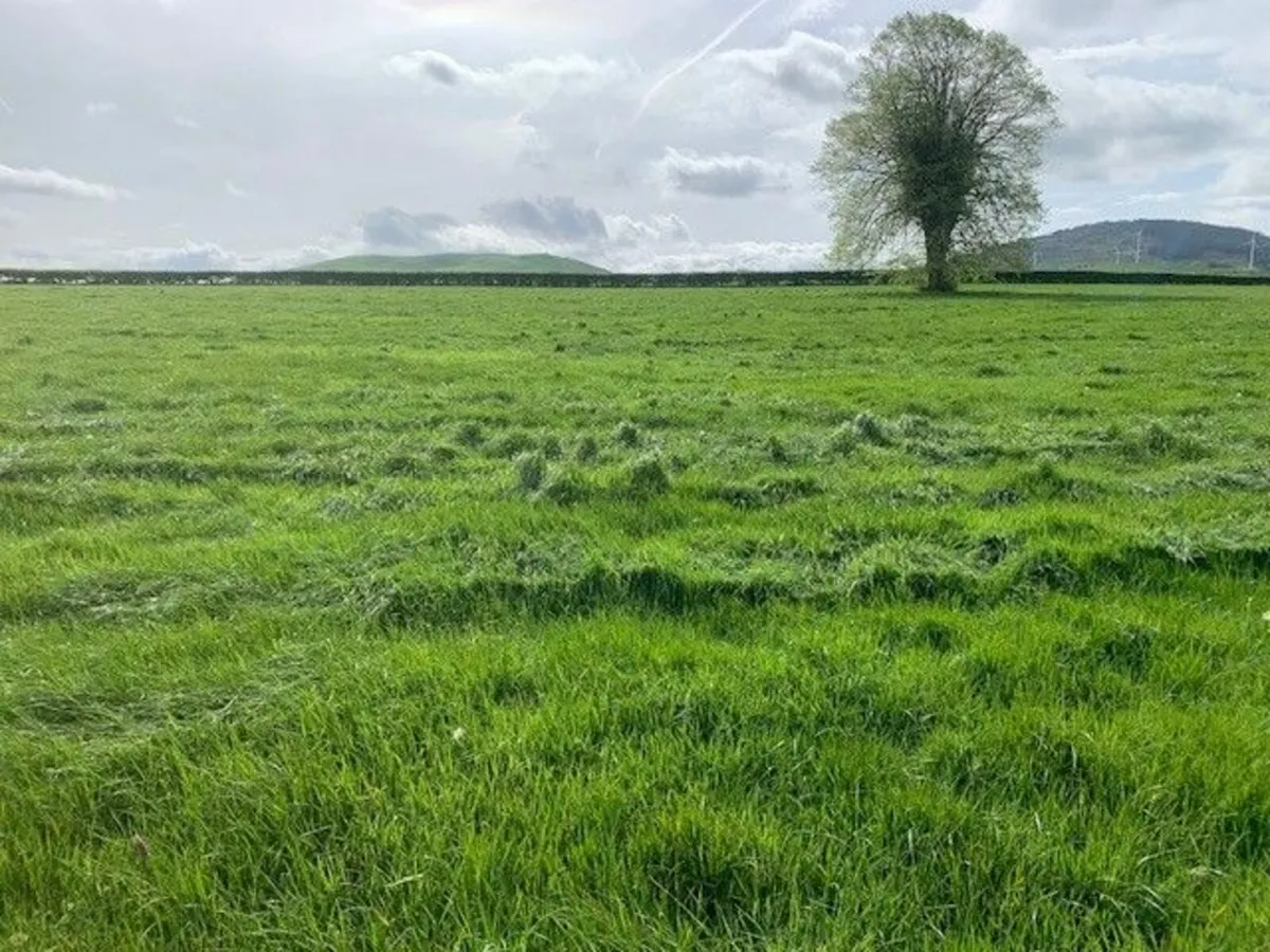 1st cut silage only - Image 2