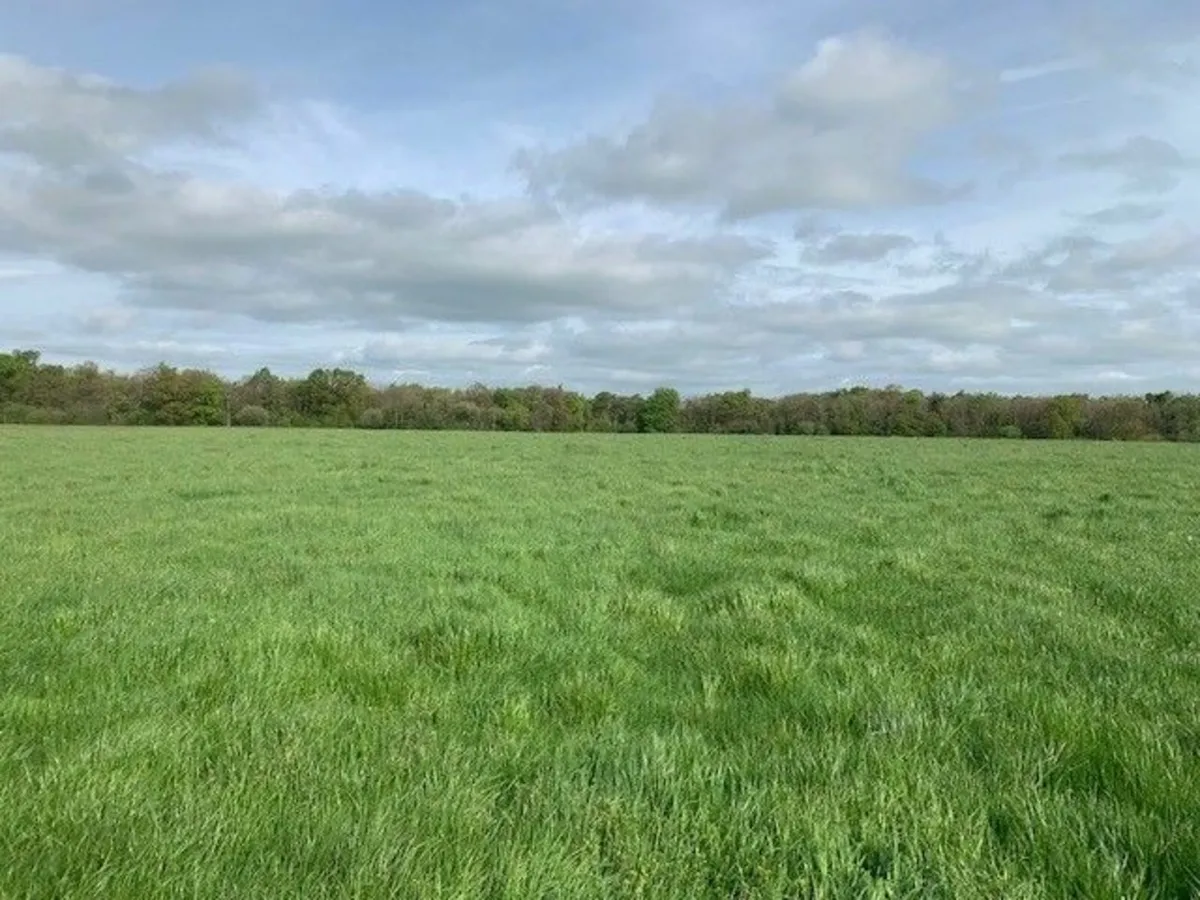 1st cut silage only - Image 4