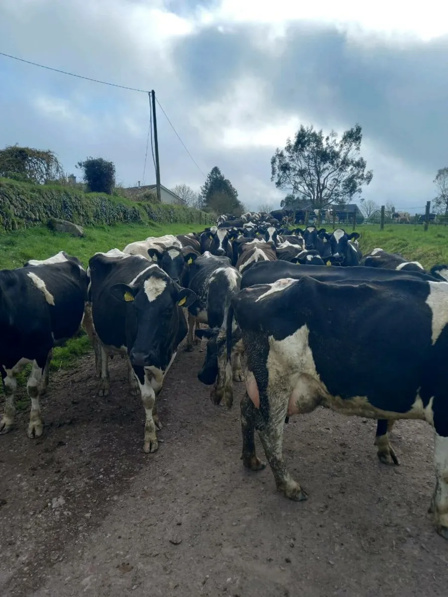 Dairy sale Macroom Mart  Tuesday 29th April - Image 4