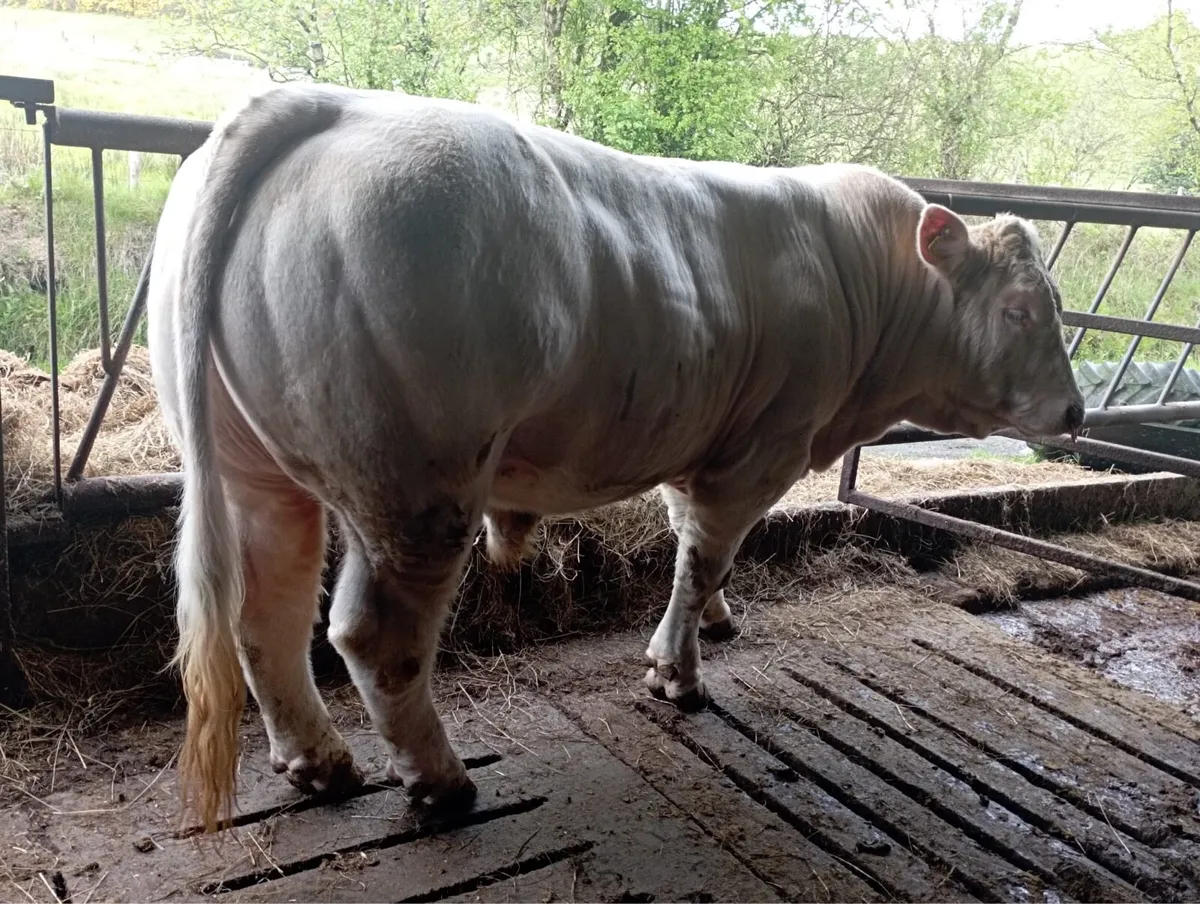 Purebred Charolais - Image 1