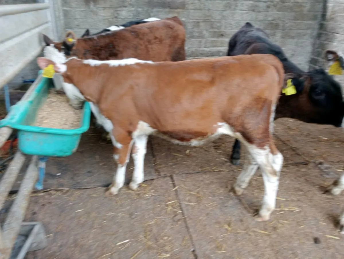6 Hereford heifers weaned - Image 2