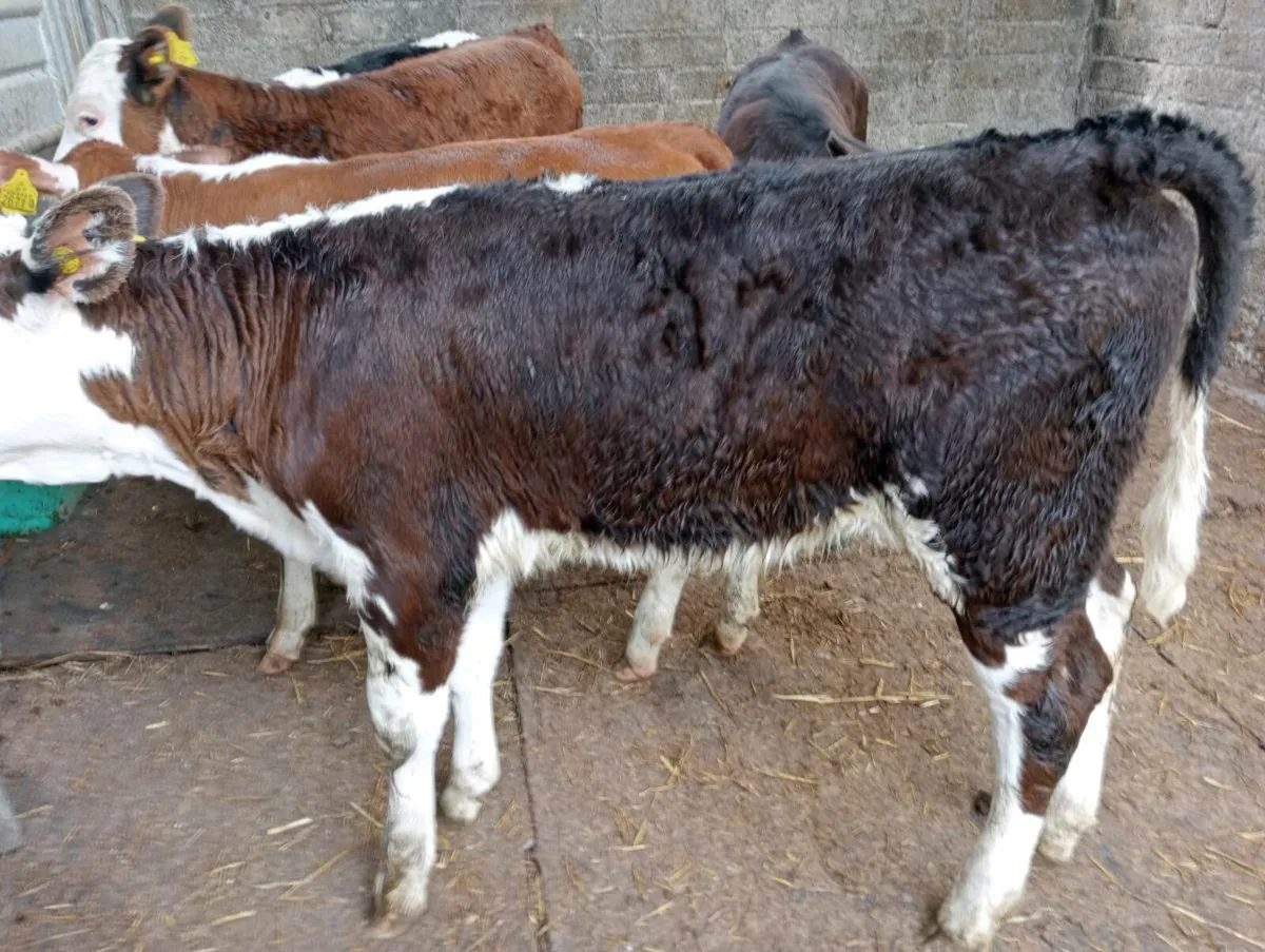6 Hereford heifers weaned - Image 3
