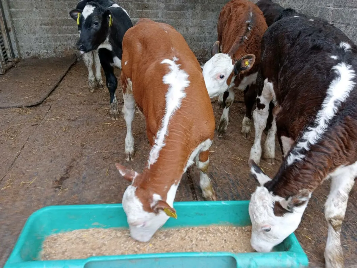 6 Hereford heifers weaned - Image 4