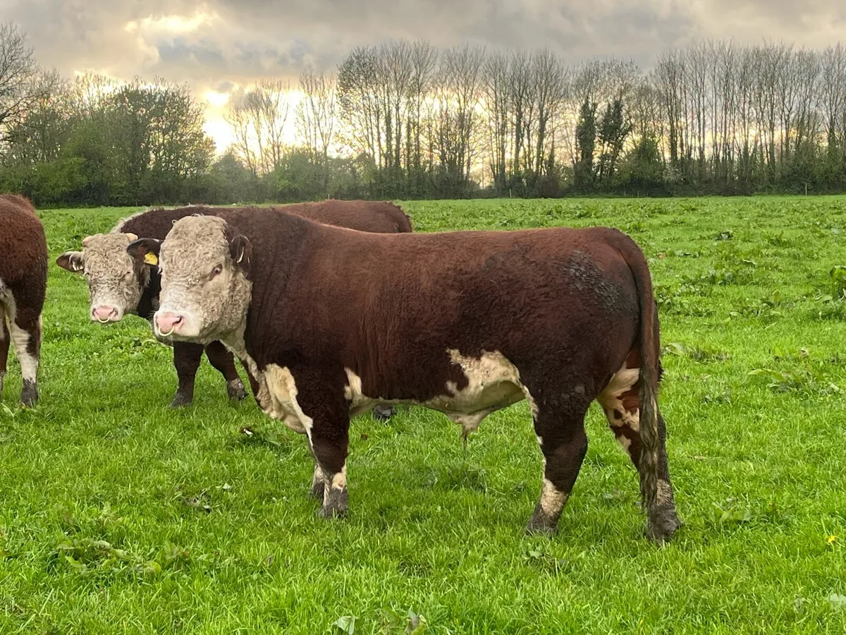 Pedigree Hereford bulls - Image 2