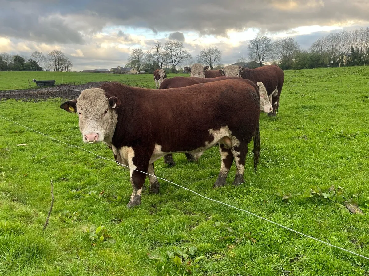 Pedigree Hereford bulls - Image 3