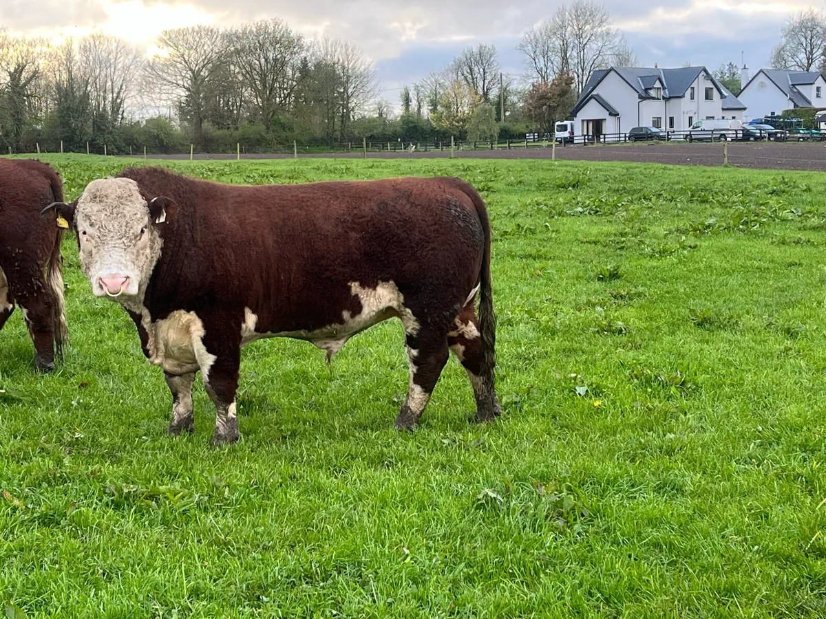 Pedigree Hereford bulls - Image 4