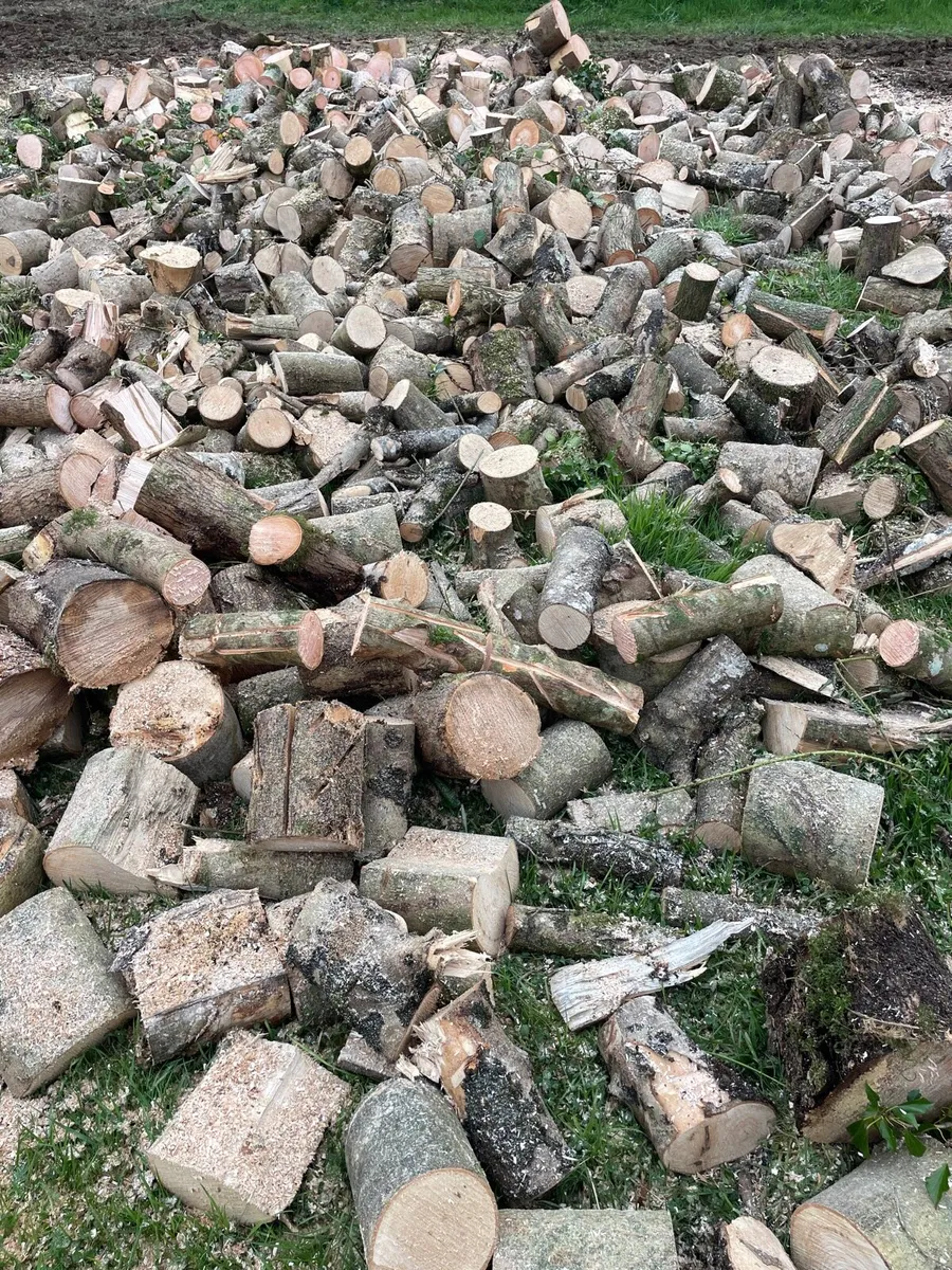 Ash Firewood Hardwood - Image 4