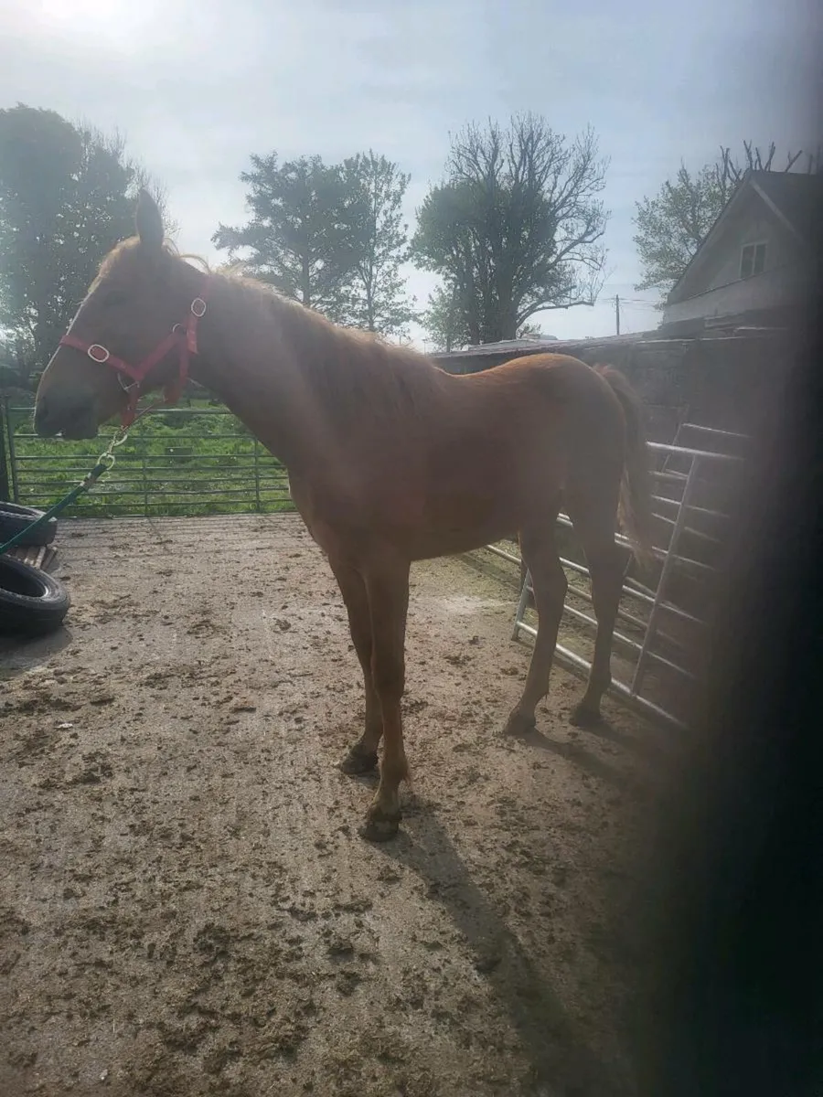 1YR IRISH DRAUGHT COLT - Image 4