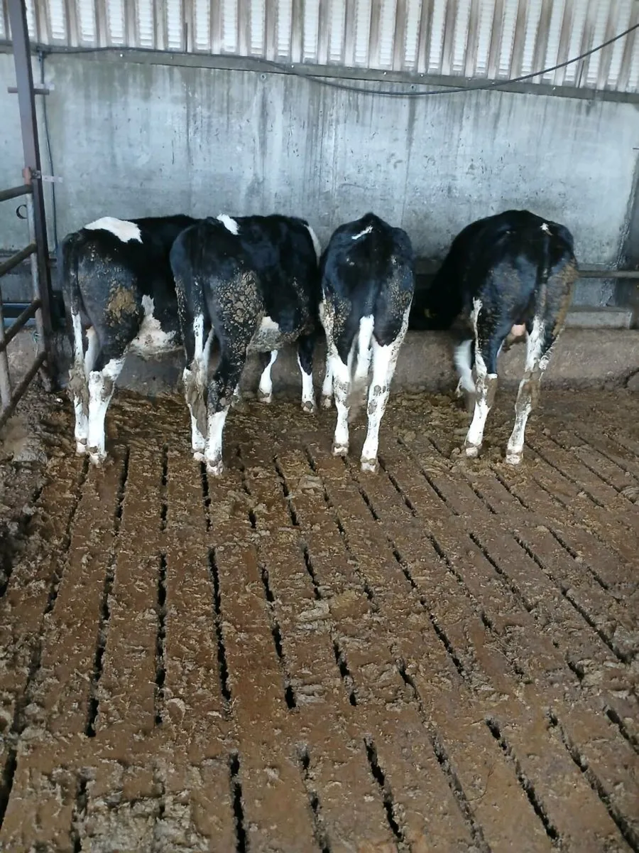AA heifers - Image 1