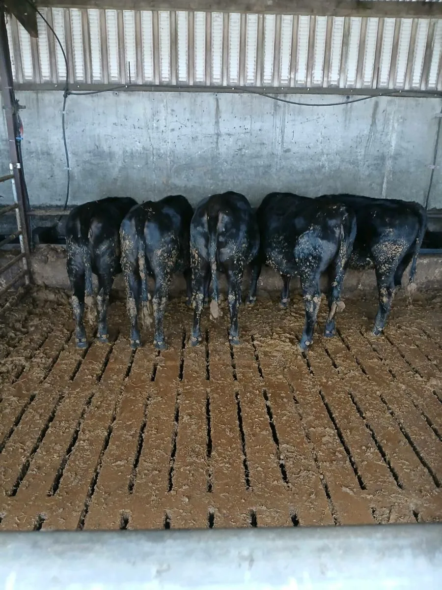 AA heifers - Image 2