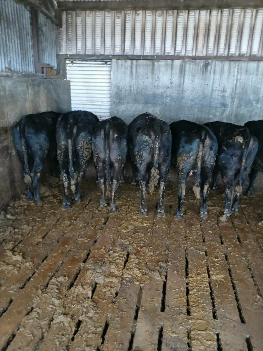 AA heifers - Image 3