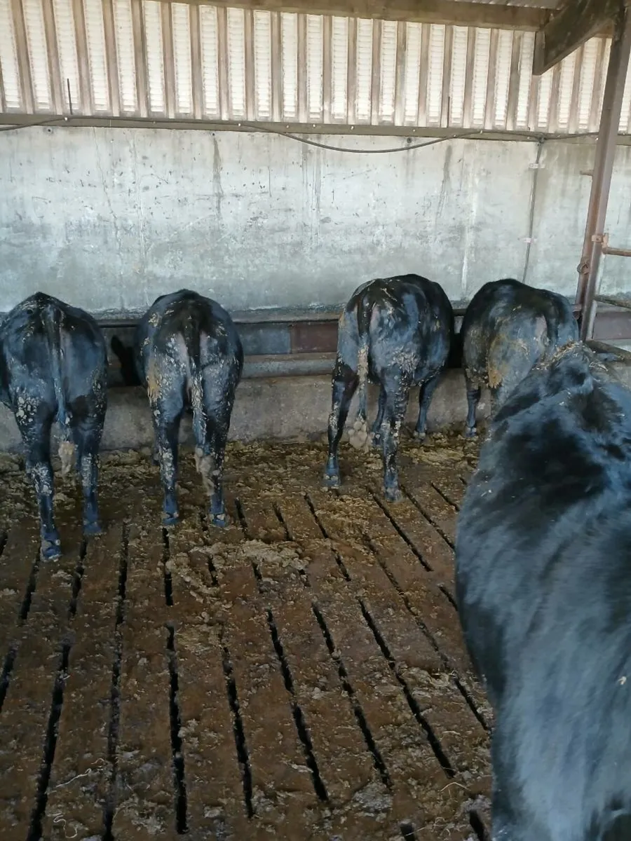 AA heifers - Image 4