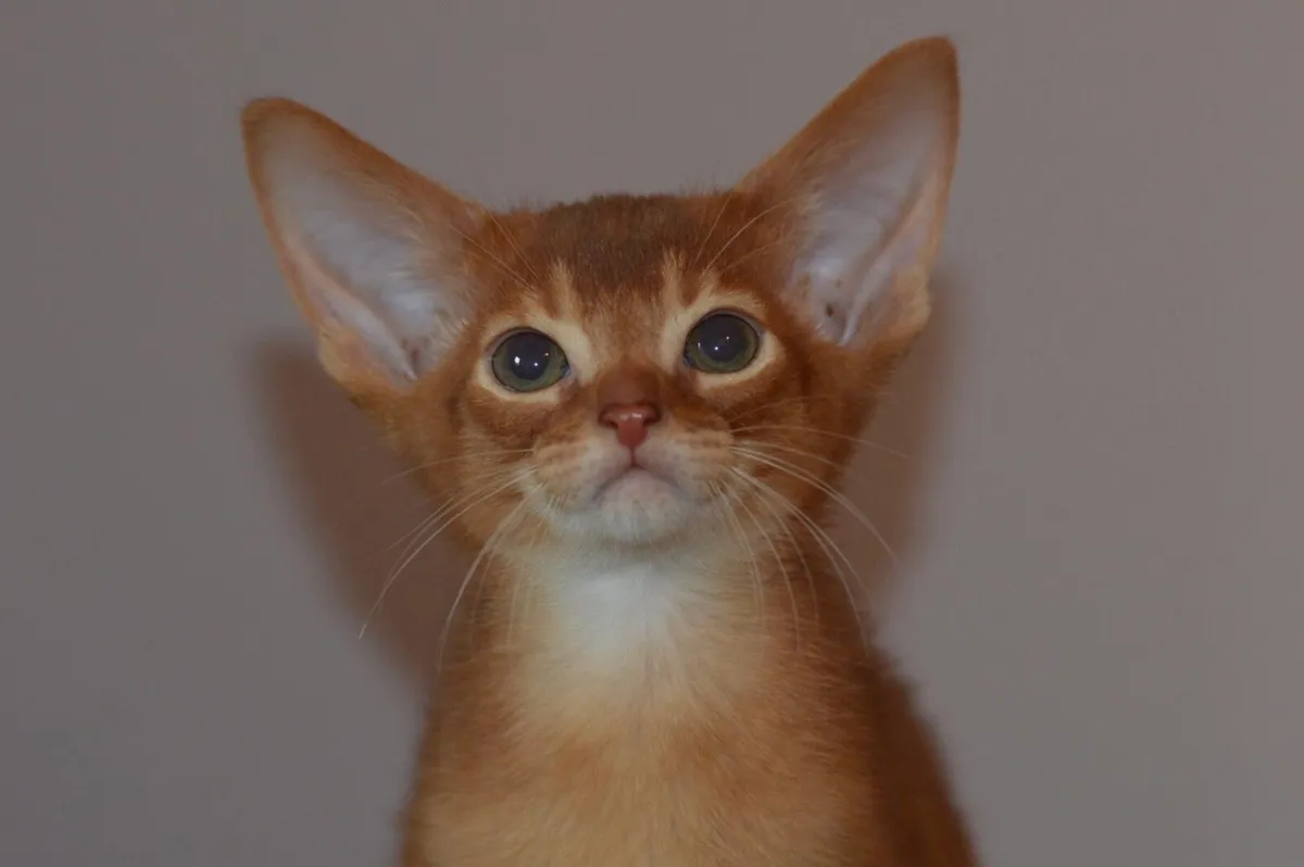 Abyssinian Kittens - Image 2