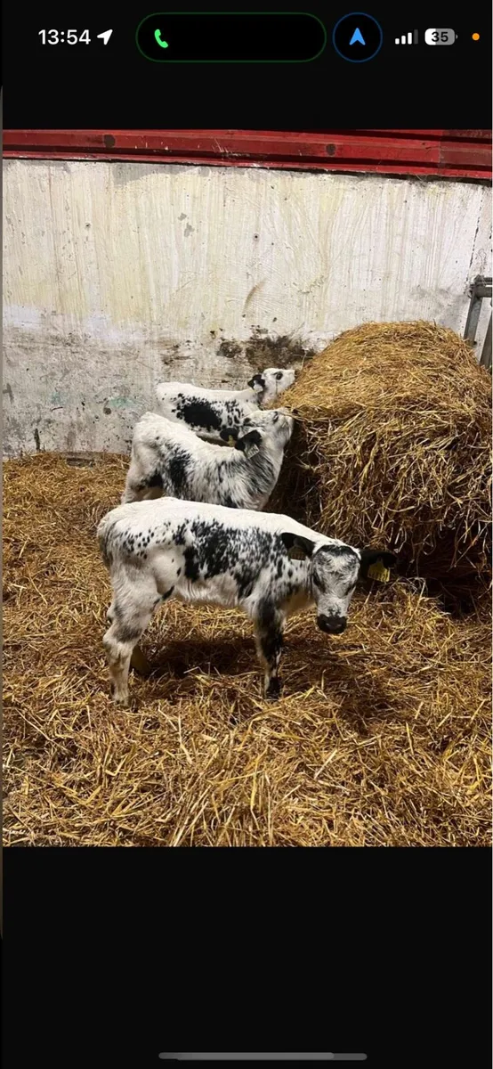 Calves
