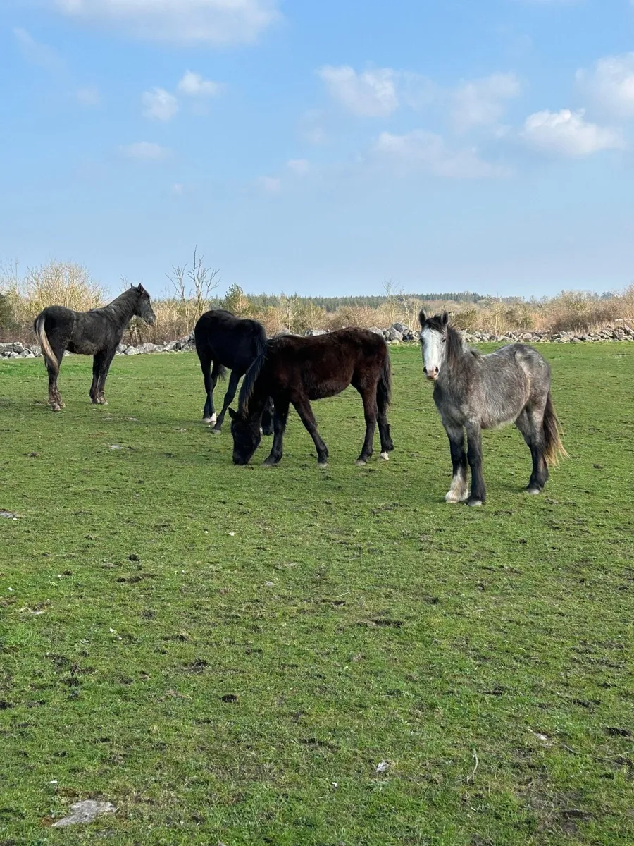 Draught Horses - Image 3