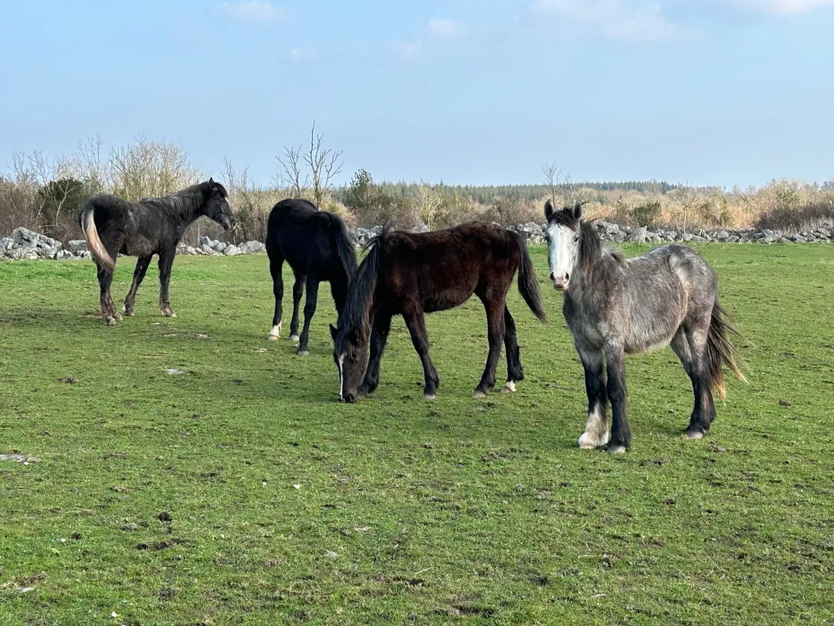 Draught Horses - Image 4