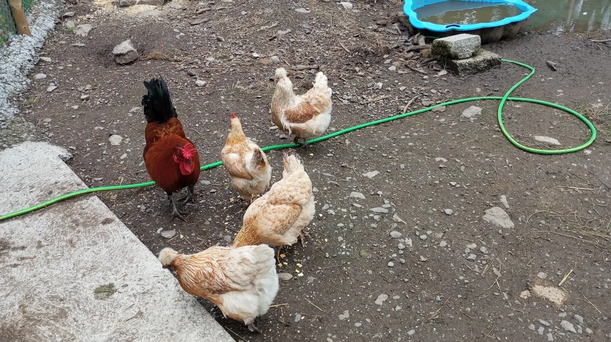 1 Week old Chicks  &  5  Week old Chicks - Image 3