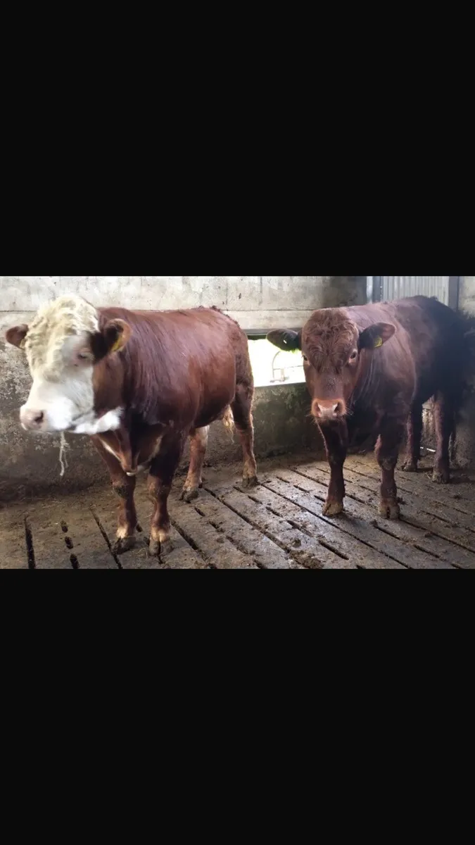 2 x Limousin Bull Weanlings for sale - Image 1