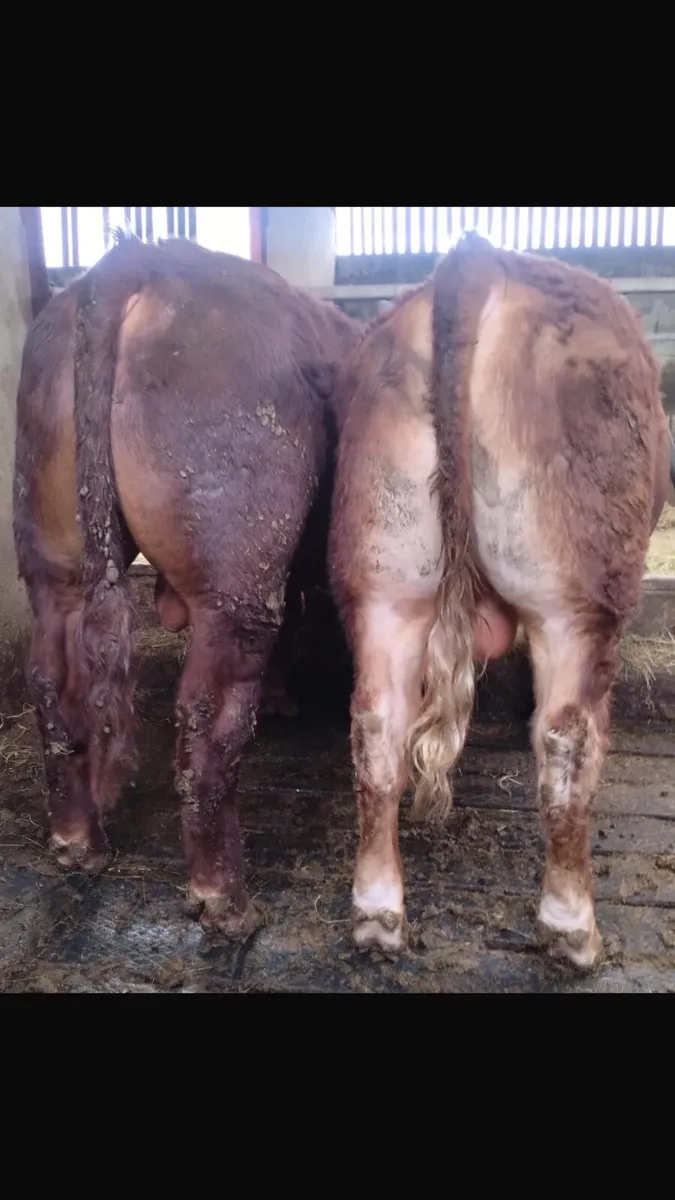 2 x Limousin Bull Weanlings for sale - Image 2