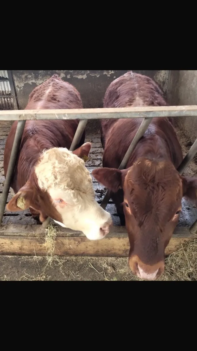 2 x Limousin Bull Weanlings for sale - Image 3
