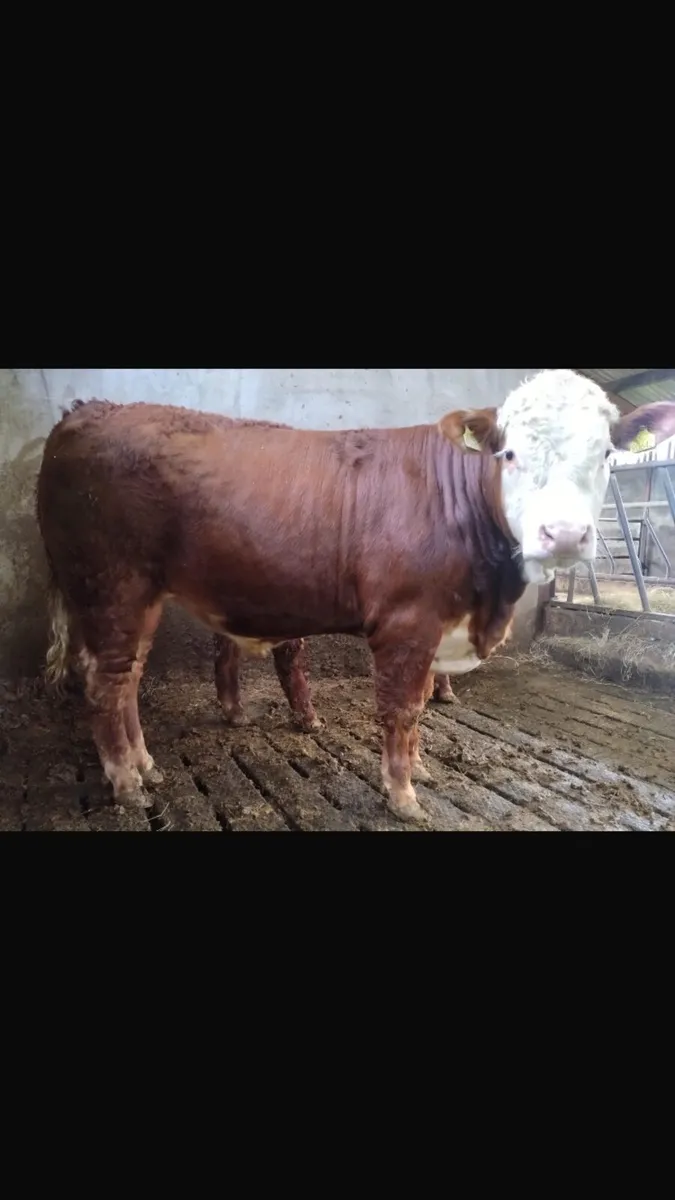 2 x Limousin Bull Weanlings for sale - Image 4