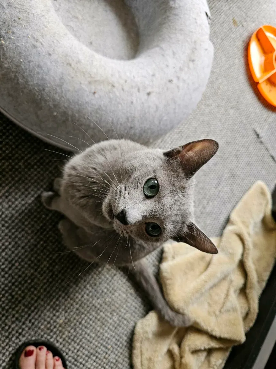 Russian Blue  kittens pedigree and registered TICA - Image 4
