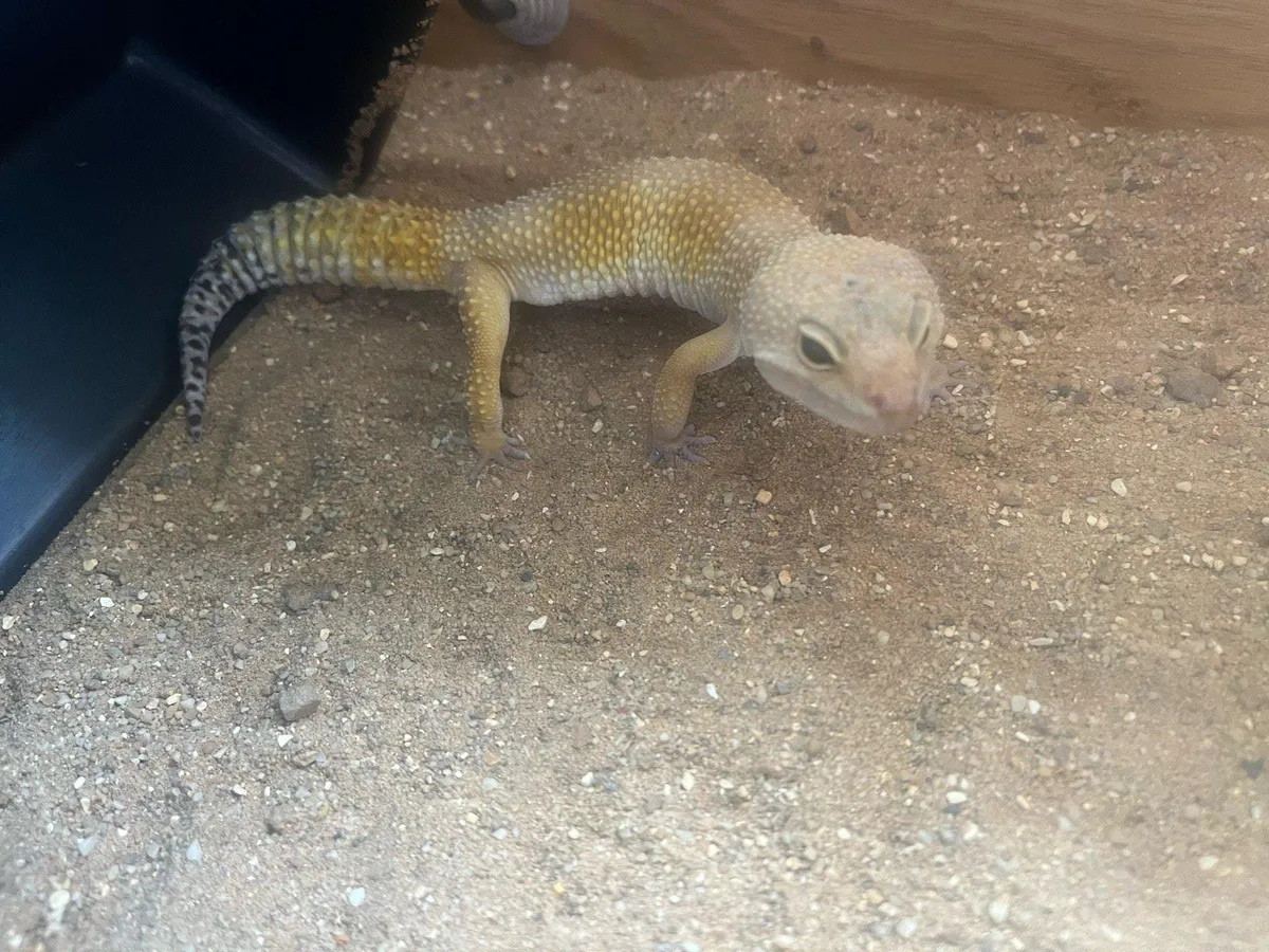 Leopard Gecko - Image 4