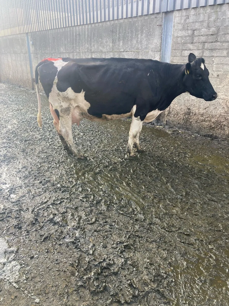 Cow - Image 1