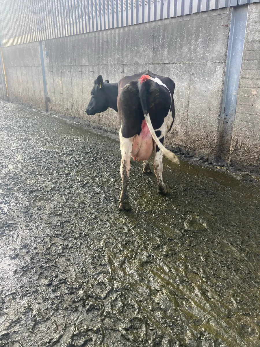 Cow - Image 3