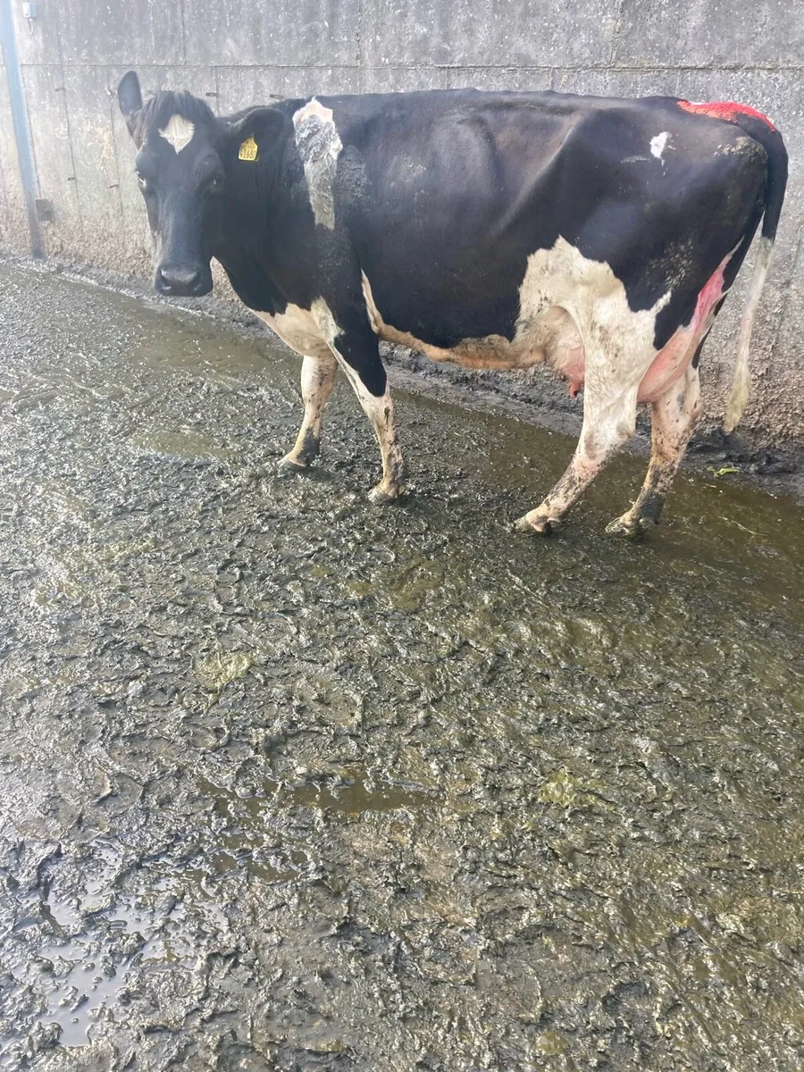 Cow - Image 4