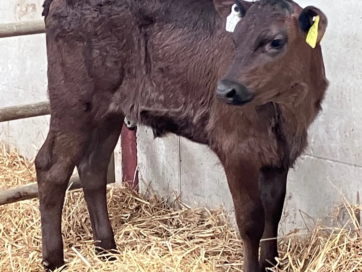 4 super strong calves for sale - Image 2