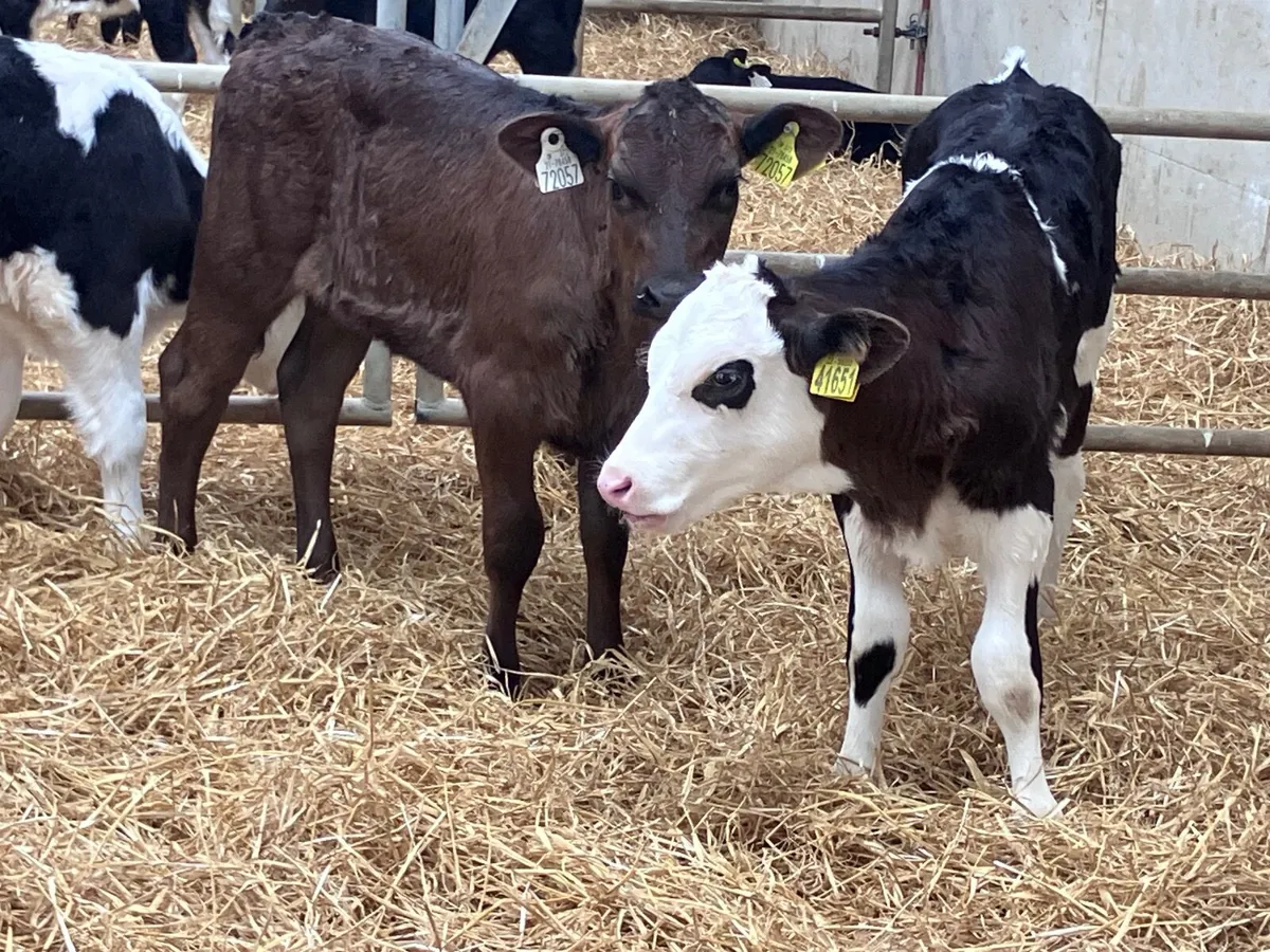 4 super strong calves for sale - Image 3