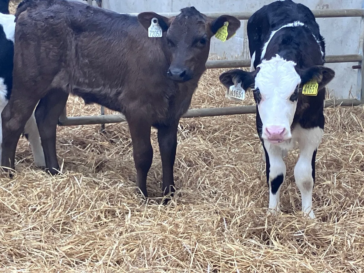 4 super strong calves for sale - Image 4