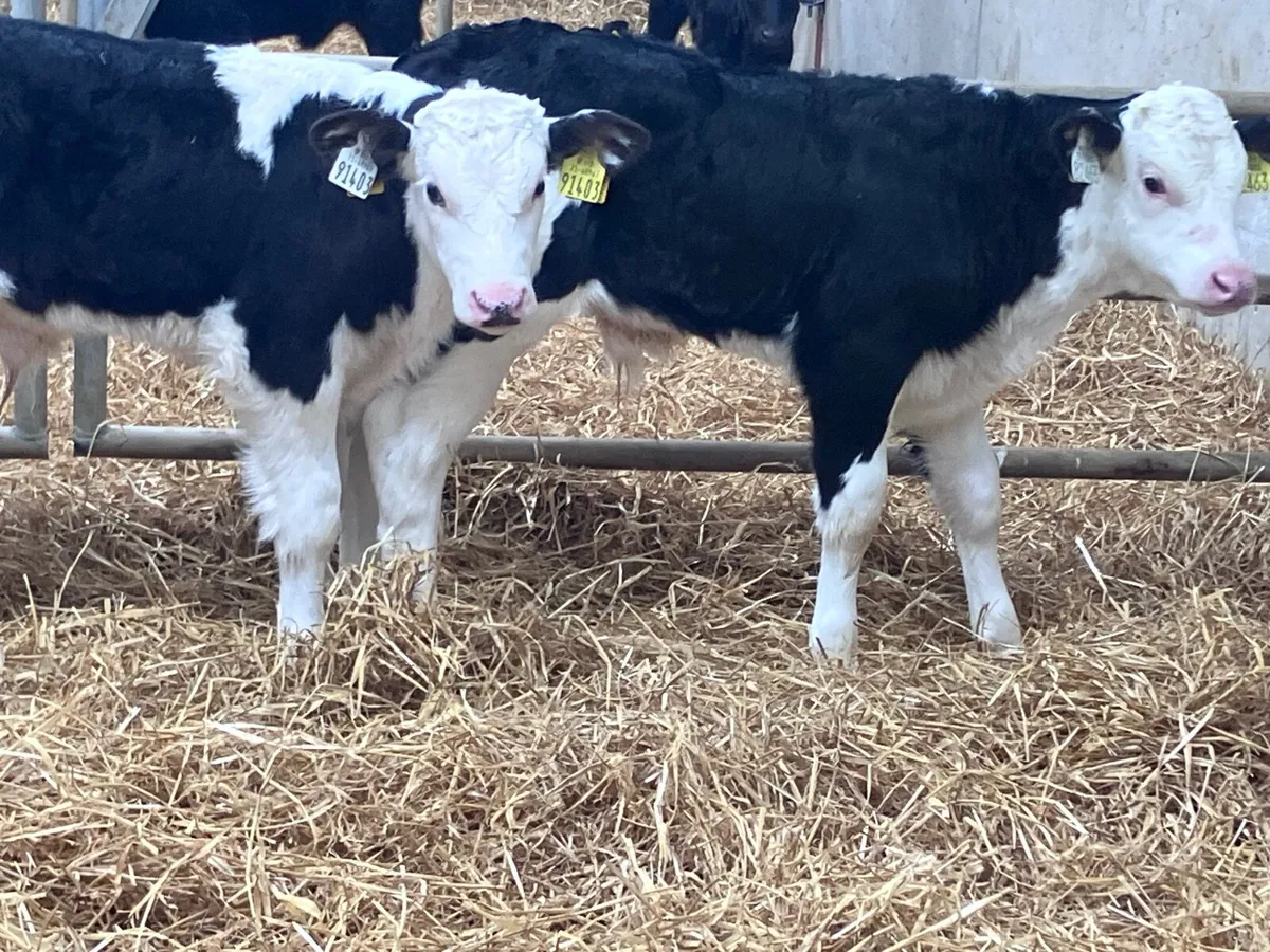 4 super strong calves for sale - Image 1