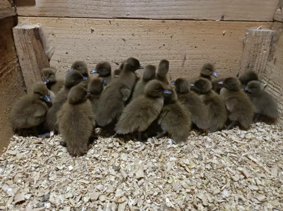 NEW AD READ, female Ducklings, hens, chicks, eggs - Image 1
