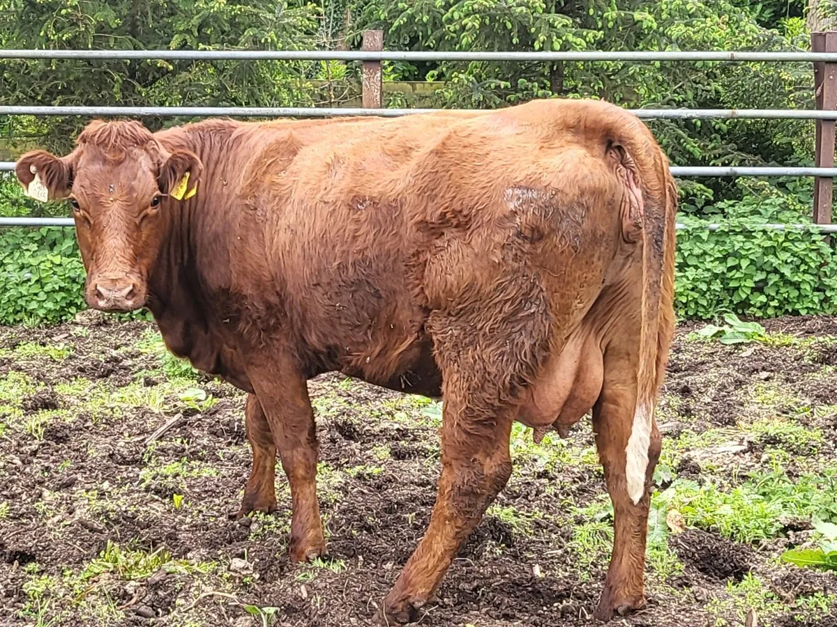 Foster heifer - Image 1