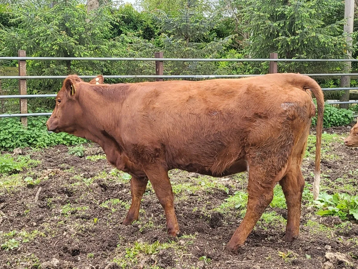 Foster heifer - Image 2