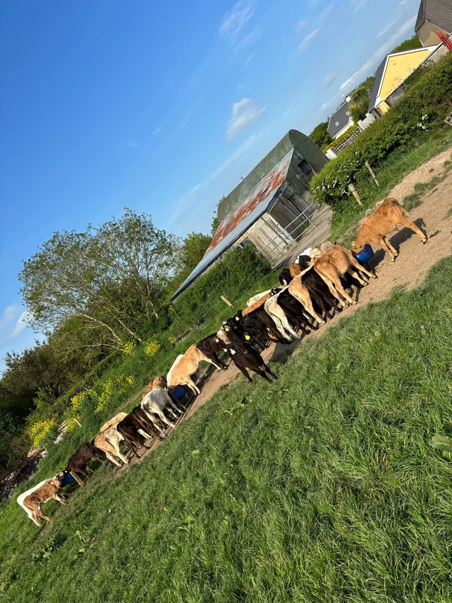 4 reared calves for sale - Image 1