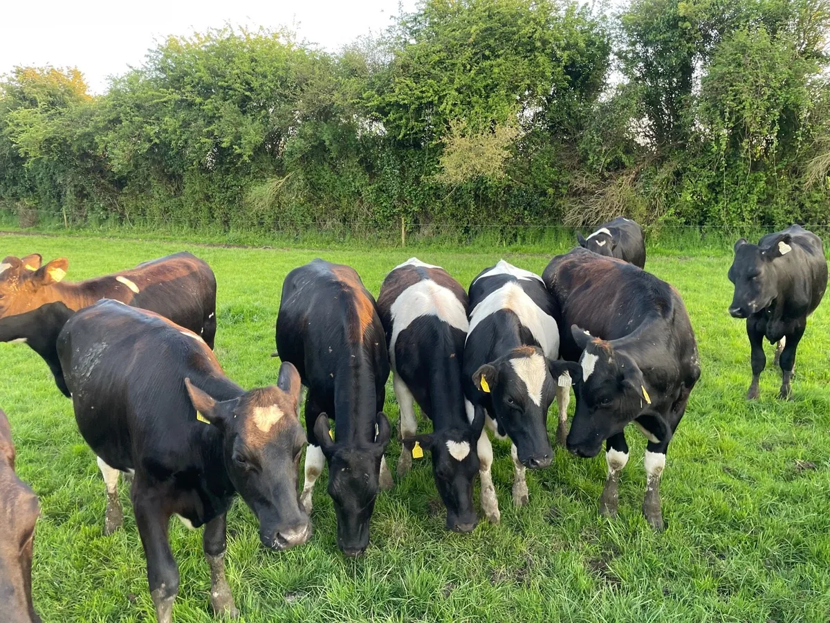 Maiden Heifers - Image 1