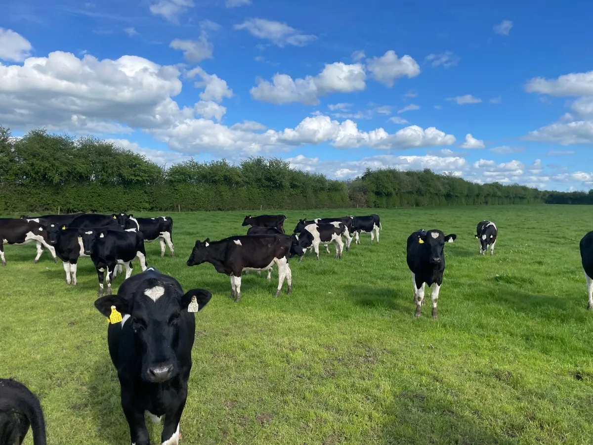 Maiden Heifers - Image 2