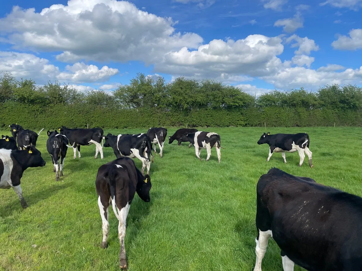 Maiden Heifers - Image 3