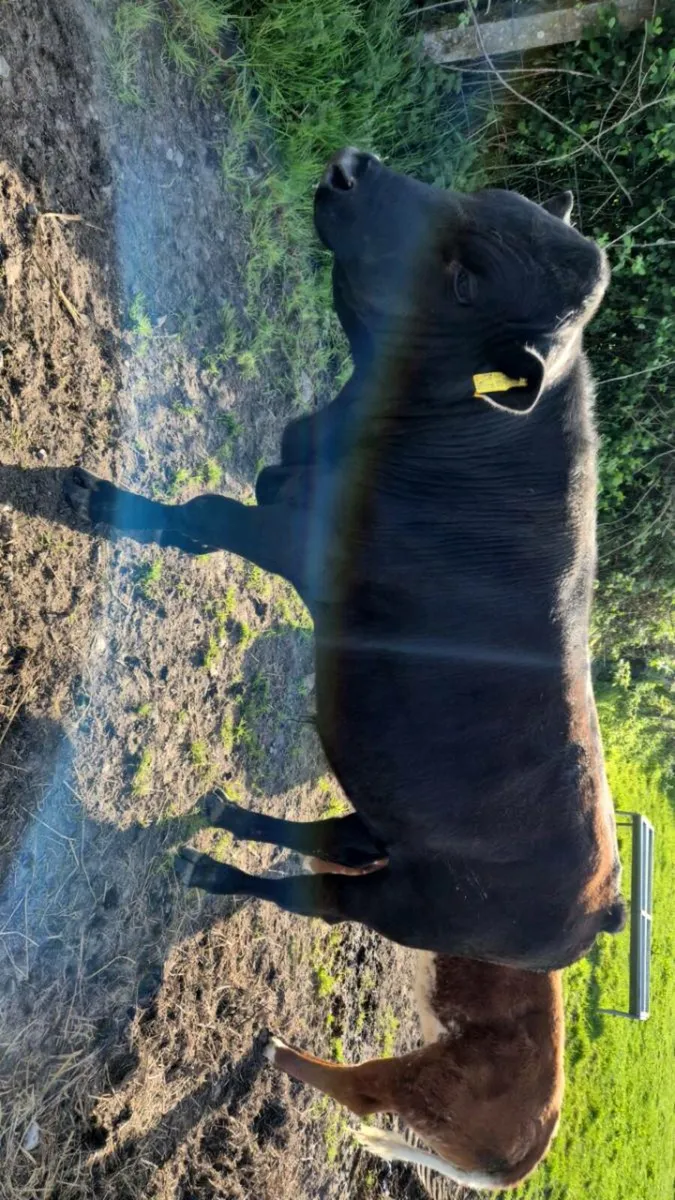 Bull - Image 1